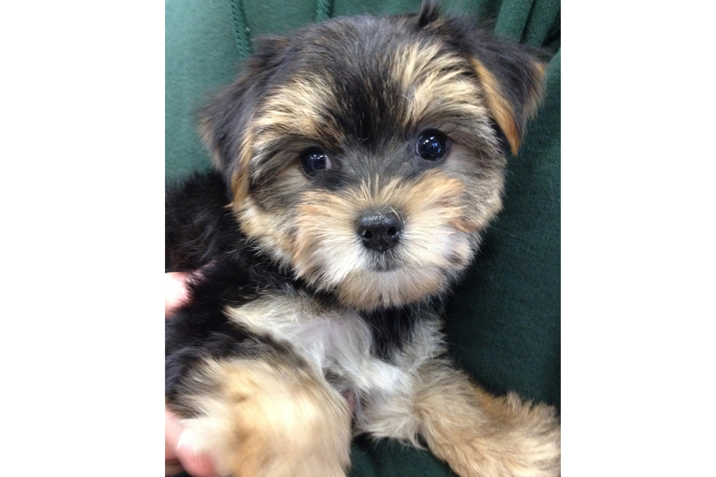 Yorkie Maltese Toy Poodle Mix | Wow Blog